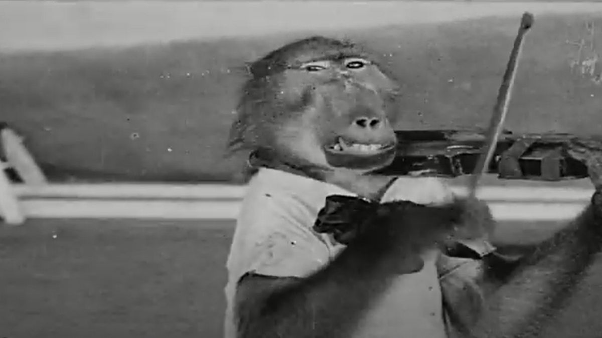Archive footage: monkey playing an instrument